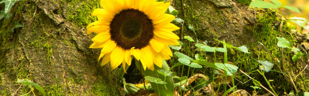 Sonnenblume als Symbol für anonyme Bestattung