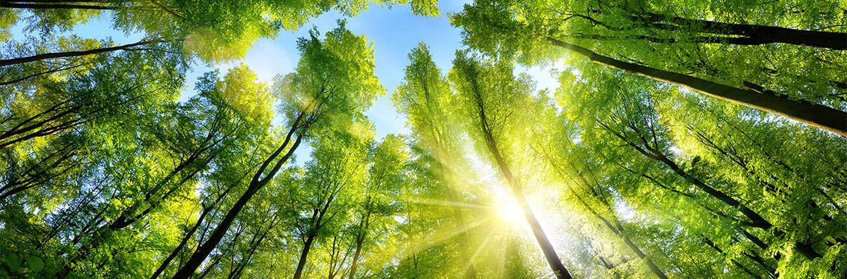 Sonnenstrahlen scheinen durch Wald als Symbol für Waldbestattung in Hannover