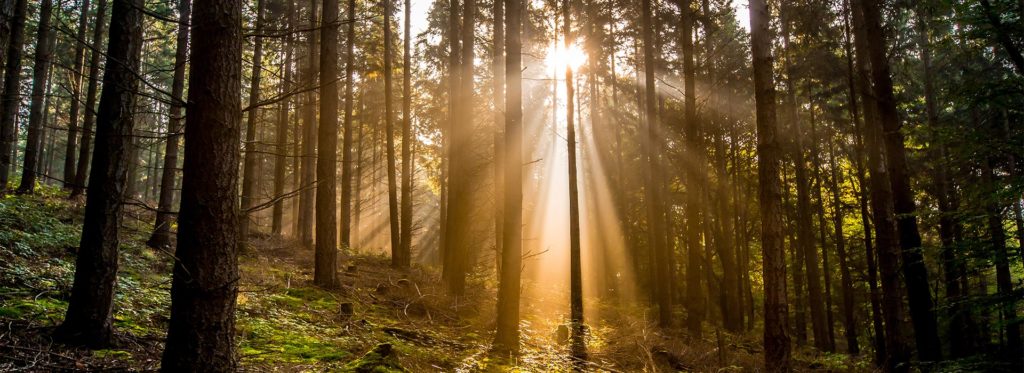 Waldbestattung im Wald im Sonnenlicht