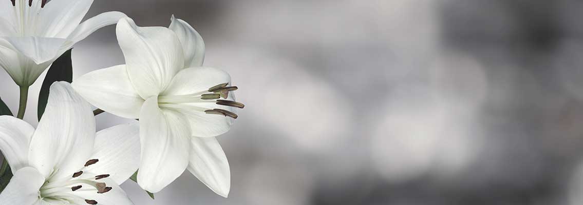 trauerlilien-schwarz-weiß-foto