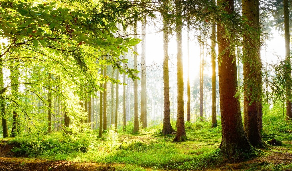 Beautiful forest in spring with bright sun shining through the trees