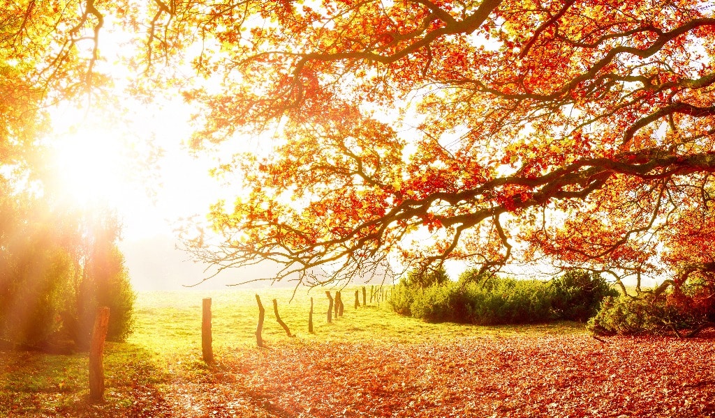 Landschaft im Herbst mit Wald und Wiese bei strahlendem Sonnenschein