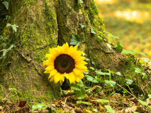 Baumbestattung in einem Friedwald