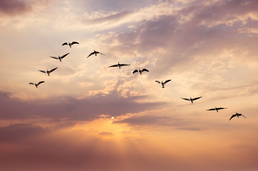 Naturmotiv: Vögel bei Sonnenaufgang oder Sonnenuntergang